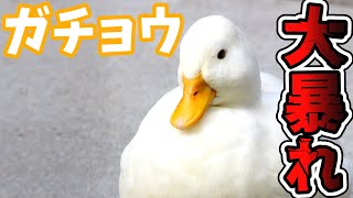 【マイティ・グース】銀河を救うガチョウ登場！【ナツキ・ハイペリオン/個人Vtuber】