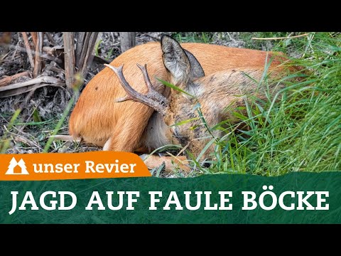 Bockjagd: So macht Ihr am Ende der Brunft Strecke | Blattzeit | Rehwild | Roe Buck Hunt