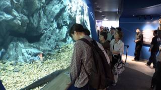 4月14日【びわ湖放送ニュース】【記者解説】破損事故から３年　びわ博でビワコオオナマズ新水槽が公開