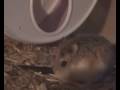 Roborovski hamster: Hanni, Nanni & Manni