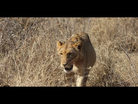 LÖWIN IN BERLIN! POLIZEI RATLOS ?