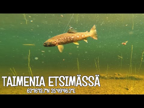 PÄIVÄRETKI TAIMENJÄRVILLE - ETSITÄÄN UUSIA KALAPAIKKOJA