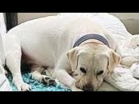 We Rescued a dog today