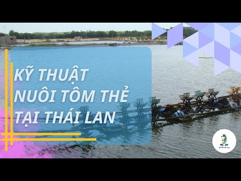 Kỹ Thuật Nuôi Tôm Tại Thái Lan