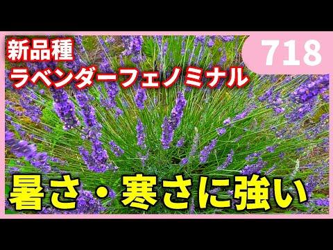 園芸 トゥースラベンダー、フリンジラベンダー