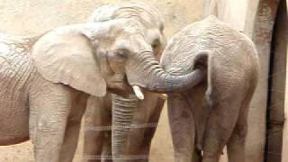 ���� ����� � ������� �� ���� � ���... /18+/