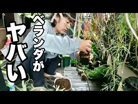 園芸 海岸松、ランド松