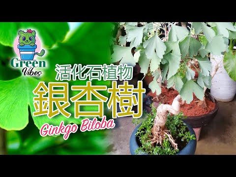 銀杏是活化石嗎