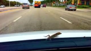 DAZ DILLINGER GEICO SPOT