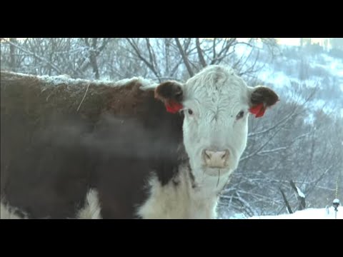 ПОГИБЛИ сразу ТРОЕ. Деревенские будни/Семья Фетистовых