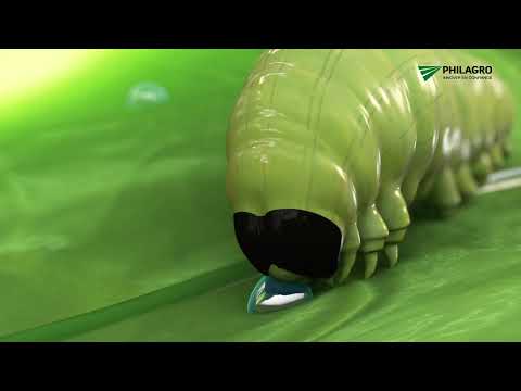 Dipel®DF : une solution de biocontrôle efficace contre les chenilles ravageuses des cultures