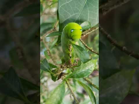caterpillar in plants #shorts