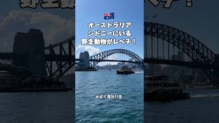【シドニー移住生活！】 🇦🇺ワイルド過ぎ！#shorts