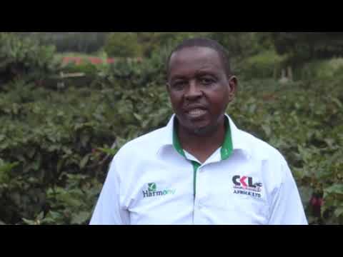 How to get High Yields from your Tree-Tomato Farm