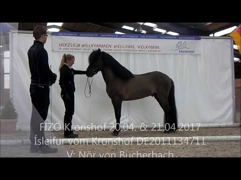 Frühjahrs-FIZO: Ísleifur vom Kronshof