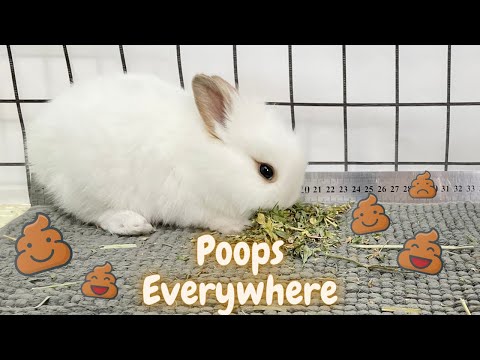 YouTube video about: How to get rabbit to stop pooping everywhere?