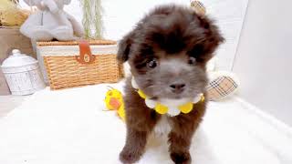 ハーフ犬の動画02