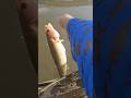 Video Thumbnail for See ya later, buddy! ? #Fishing #walleye #shorts
