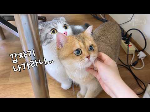 고양이들과 함께 집에서 쫒겨났어요