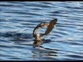 Bird Swallows Whole Fish Anhinga Water Turkey