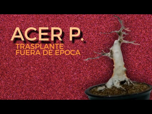 Video de pronunciación de Acer pseudoplatanus en Inglés