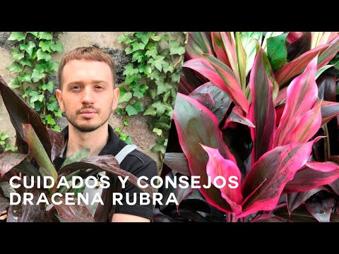 , title : 'Dracena Rubra aprende como cuidarla (Cordyline)'