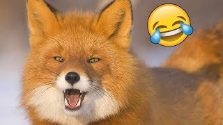 Я РЖАЛ ПОЛ ЧАСА | Смешные Коты и Собаки | ПРИКОЛЫ С ЖИВОТНЫМИ | Cute Cats