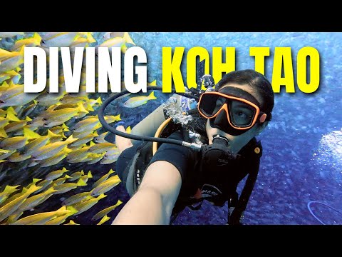 The BEST Diving in Thailand 🇹🇭 Diving Koh Tao 2025