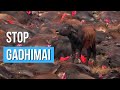 🛑  𝗦𝗧𝗢𝗣 SACRIFICIO ANIMAL Gadhimai