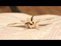 Adorable fuzzy silk moth