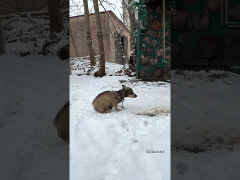 Ten sam pies tylko inny właściciel 🐶❤️ #dog #help #shorts #dioz