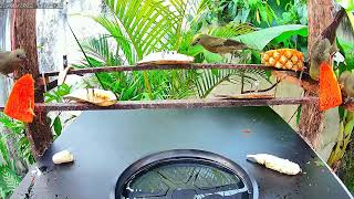 SAIRA E SANHAÇOS SE ALIMENTANDO DE MAMÃO E BANANA