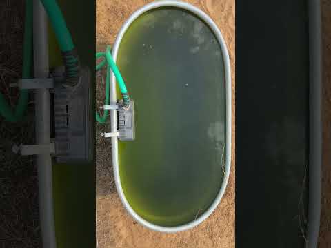 A copper rod killed the algae in my water trough. #experiment #farm #hack #farmlife #wolflakefarm