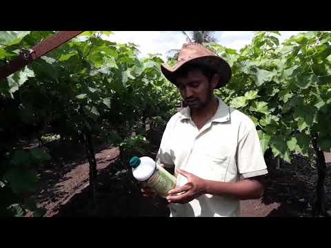 Potassium salt of potassium acid powder(ph50%+k20.30%), 25kg...