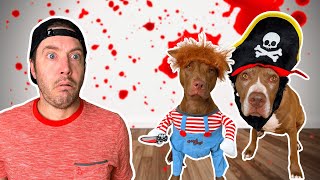 My Dogs Halloween Costumes are Haunted!