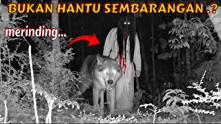 Download lagu SERAM ‼️ INI BUKAN HANTU SEMBARANGAN! TERNYATA SILUMAN SERIGALA! eksperimen cctv  mp3