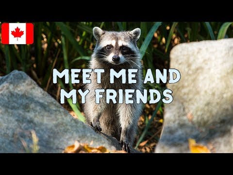 Animals Of Canada - Look at Canada's Amazing Wildlife! - YouTube