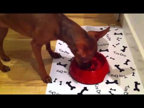 @tindra_se äter kaninmage för 1:a gången #minpin