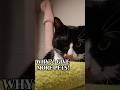 Cat Howl And Scratches