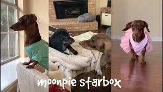 Chapter 7:  Moonpie Starbox Tik Tok Compilation