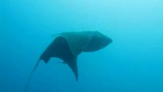 Mantas ray New Caledonia.wmv
