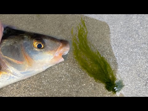 Peacnje Skobalja na TRAVU - UDARAJU SAMO KILASI - Ribolov na plovak Juzna Morava