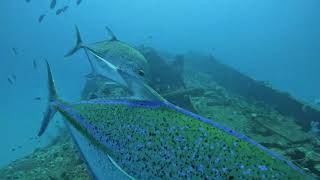 Coin de Mire with Roger and Bait balls