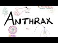 Anthrax Causes Symptoms Diagnosis Treatment Bacillus Anthracis Microbiology