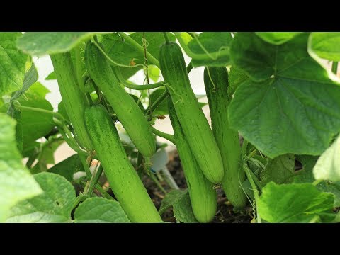 , title : 'Prune cucumber properly to get great harvest, why and how'