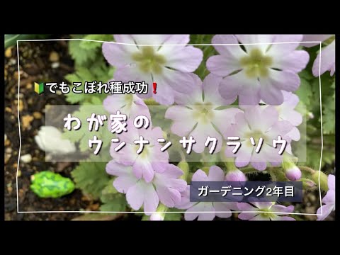 サクラソウ 植物