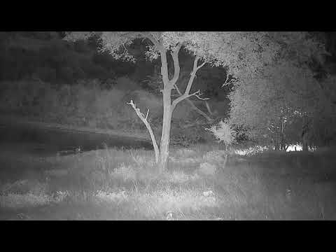 Djuma: Hippo leaves the dam - 19:10 - 02/07/2022