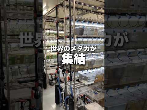 バイオデータサイエンス学科 メダカの”目”と“からだ”が語る！～動く視界と色のふしぎ～