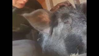 Opal the pig practicing her selfies