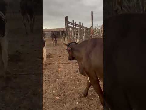 40 Vacas Paridas: 6.500 reais cada em Serra Negra do Norte/RN. Whatsapp 84 99810 2784* #gado #vaca